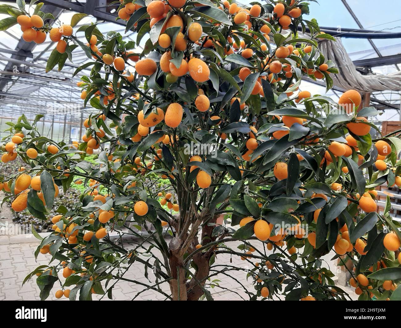 Kumquat (Fortunella margarita), con frutta in serra, Germania Foto Stock