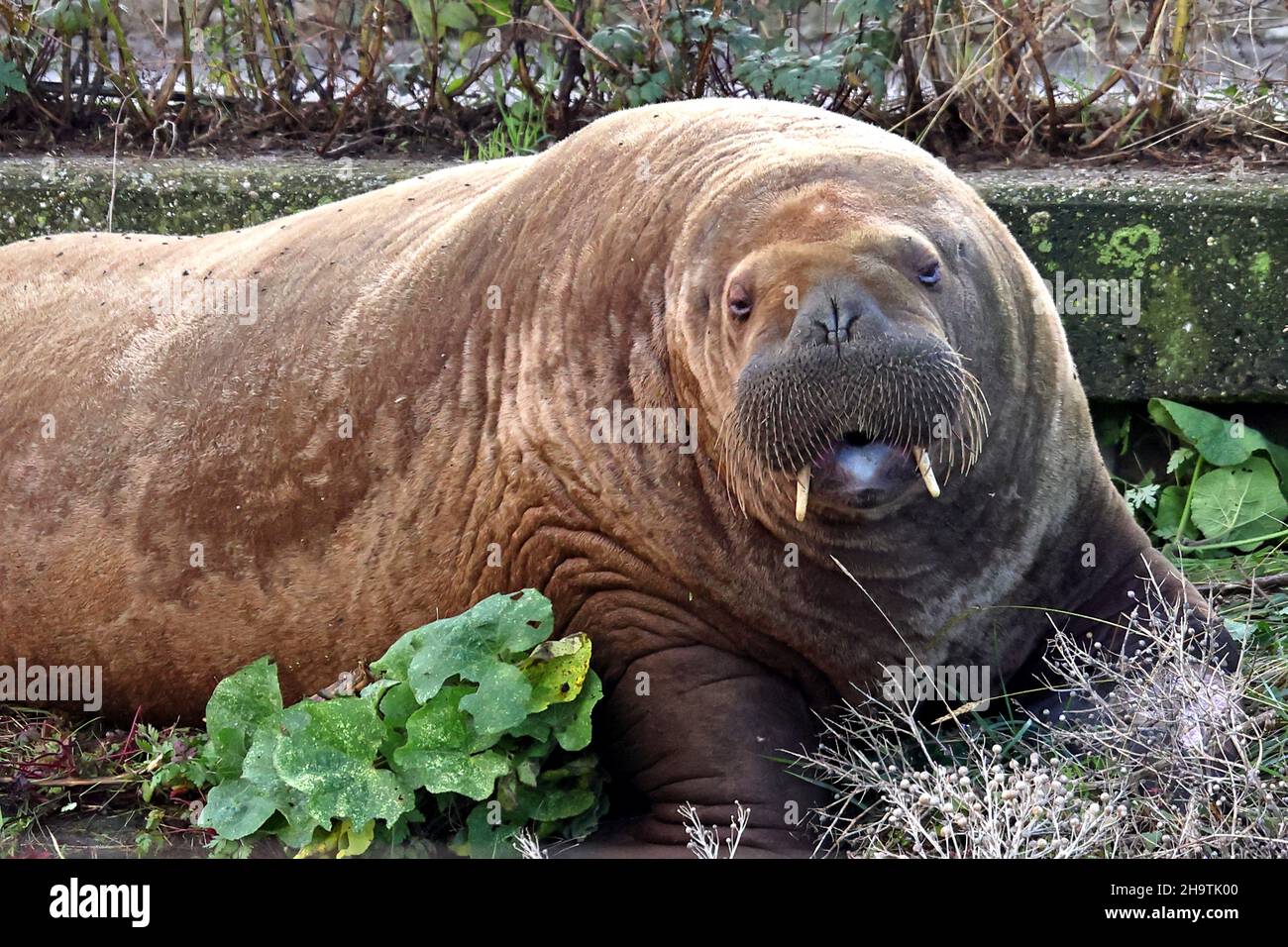 walrus (Odobenus rosmarus), femmina che giace con bocca aperta su una diga, Olanda, Frisia, Harlingen Foto Stock
