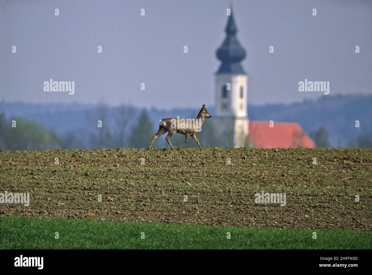 Capriolo (Capreolus capreolus), cammina su un campo, sullo sfondo una chiesa, Germania Foto Stock