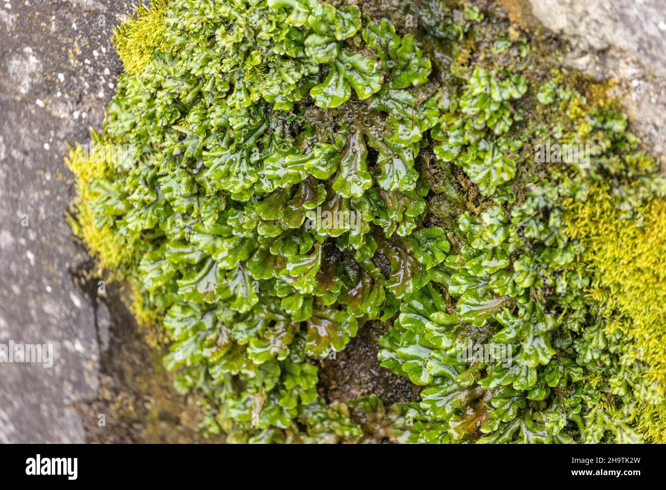 Comune liverwort, ombrello liverwort (Marchantia polimorfa), che cresce su una parete umida, Germania, Baviera Foto Stock