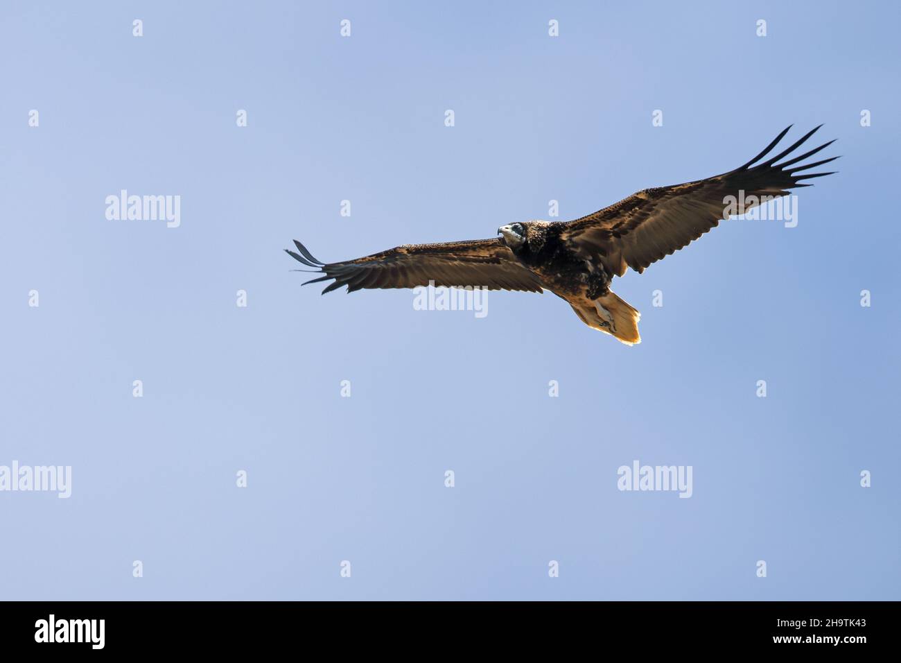 Avvoltoio egiziano (Neophron percnopterus), giovanile in volo, Spagna, Andalusia, Tarifa Foto Stock