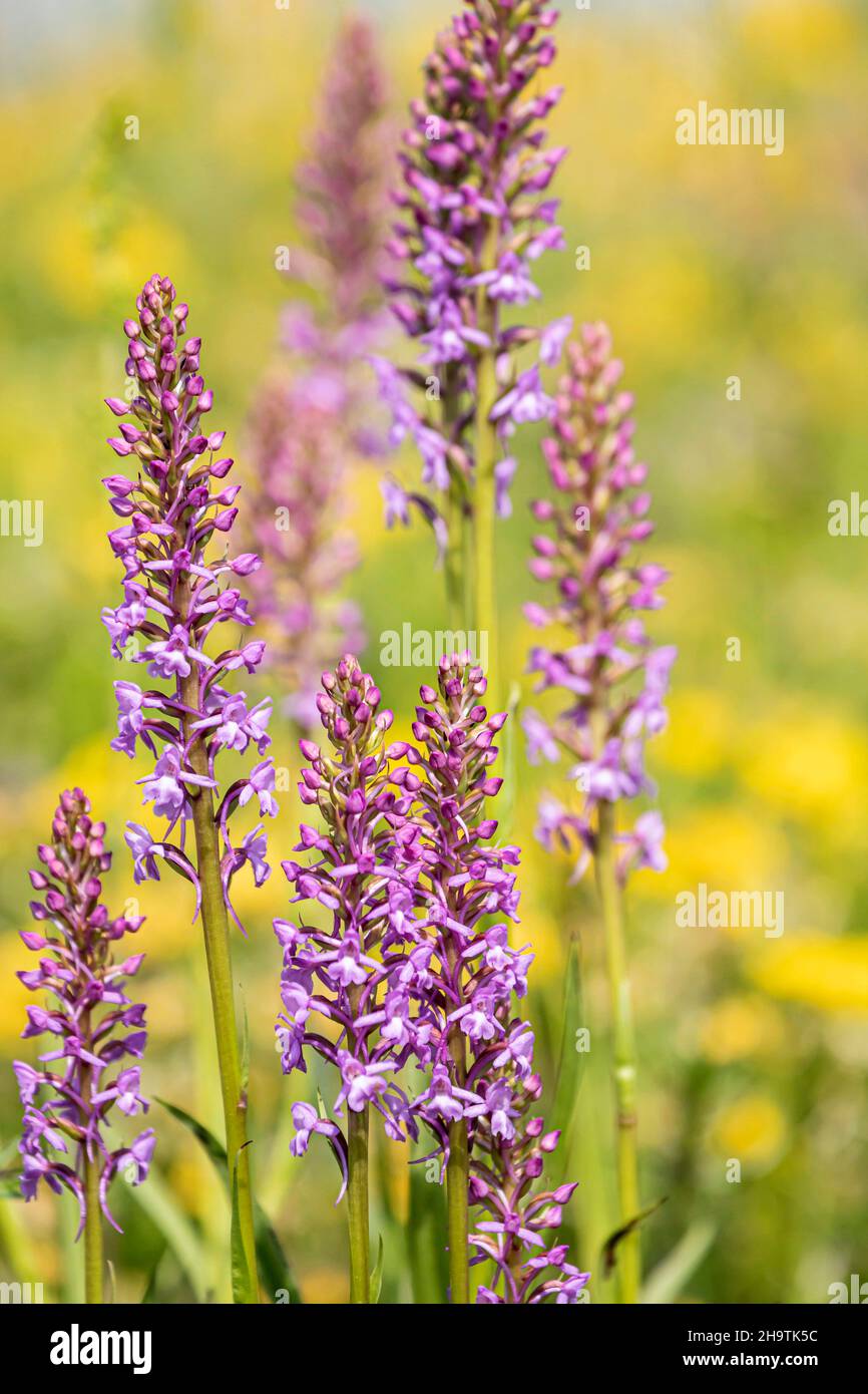 Fragranti orchidea (Gymnadenia conopsea), fioritura, in Germania, in Baviera Foto Stock