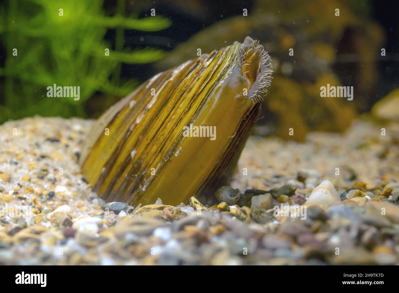 Comune stagno mussel, anatra mussel (Anodonta anatina), in parte sepolto con visibile respiro sifone, Germania Foto Stock
