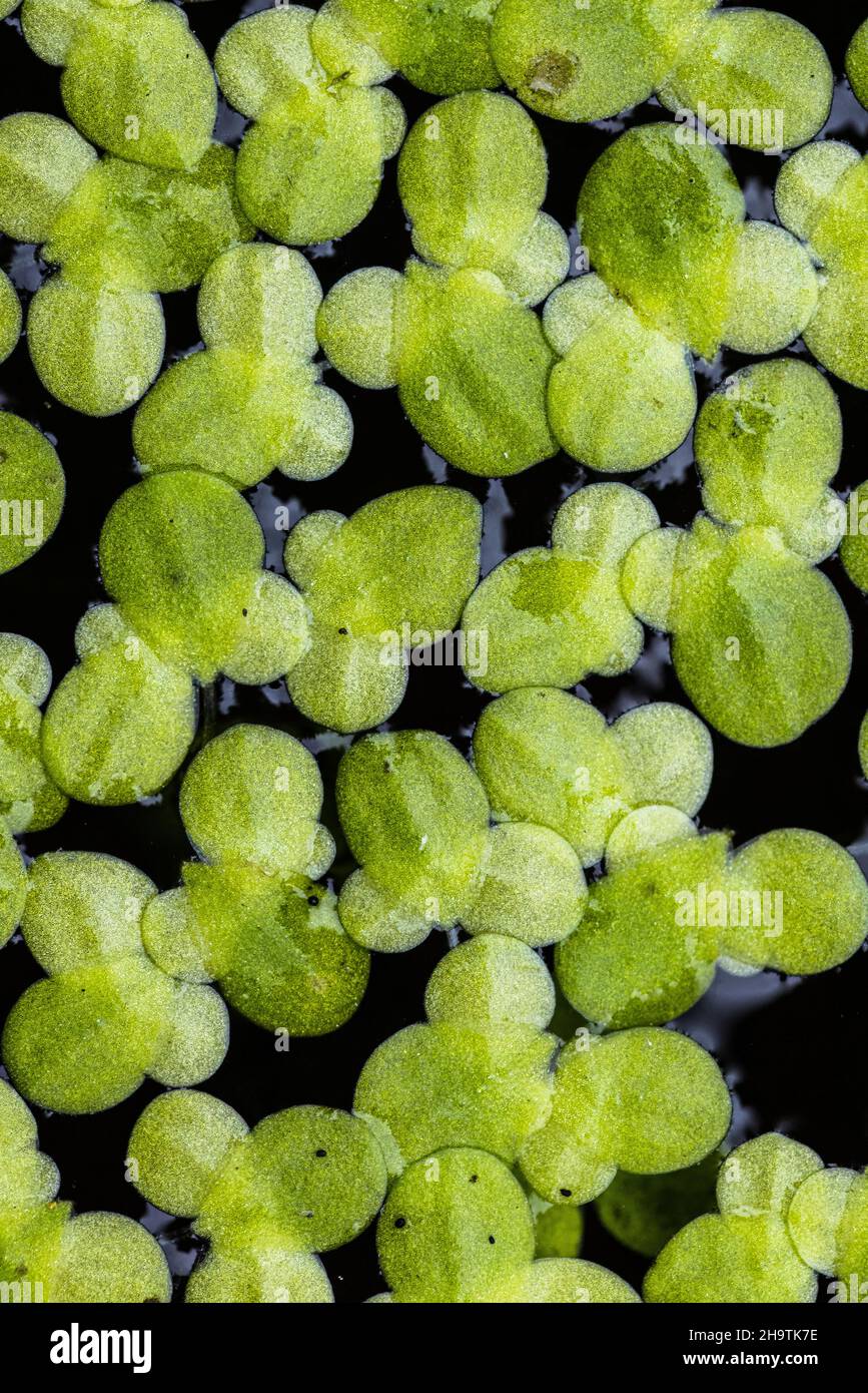 Anatra comune, alga minore (Lemna minore), vista dall'alto, riproduzione vegetativa, Germania Foto Stock