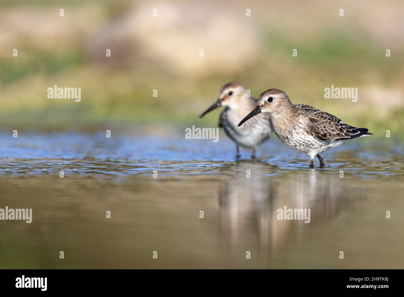 Dunlin (Calidris alpina), due giovani dunlins alpini in cerca di cibo nelle acque poco profonde , Spagna, Andalusia, Bolonia Foto Stock