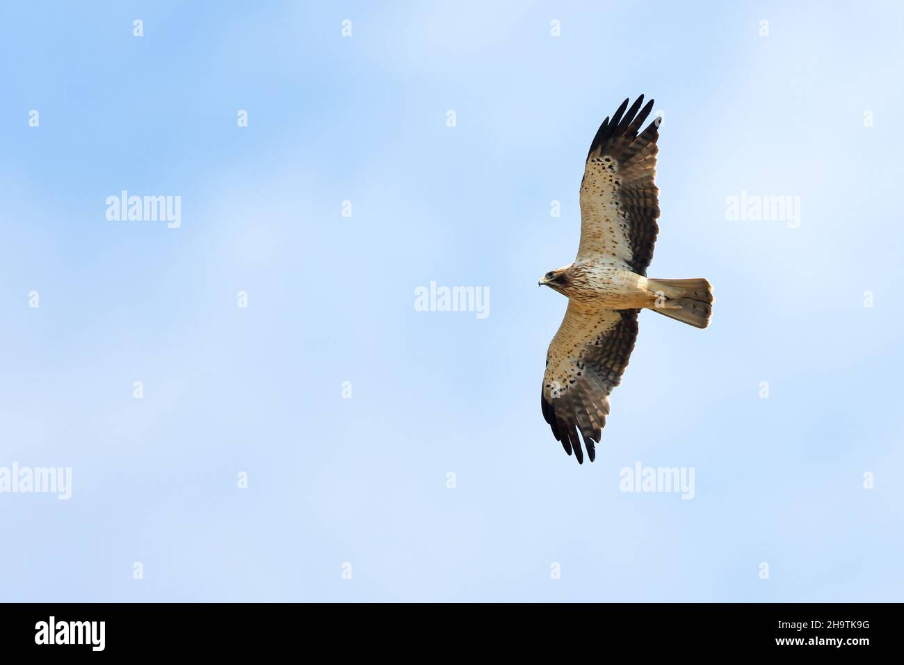Aquila (Hieraetus pennatus, Aquila pennata), in volo, fase leggera, Spagna, Andalusia, Tarifa Foto Stock