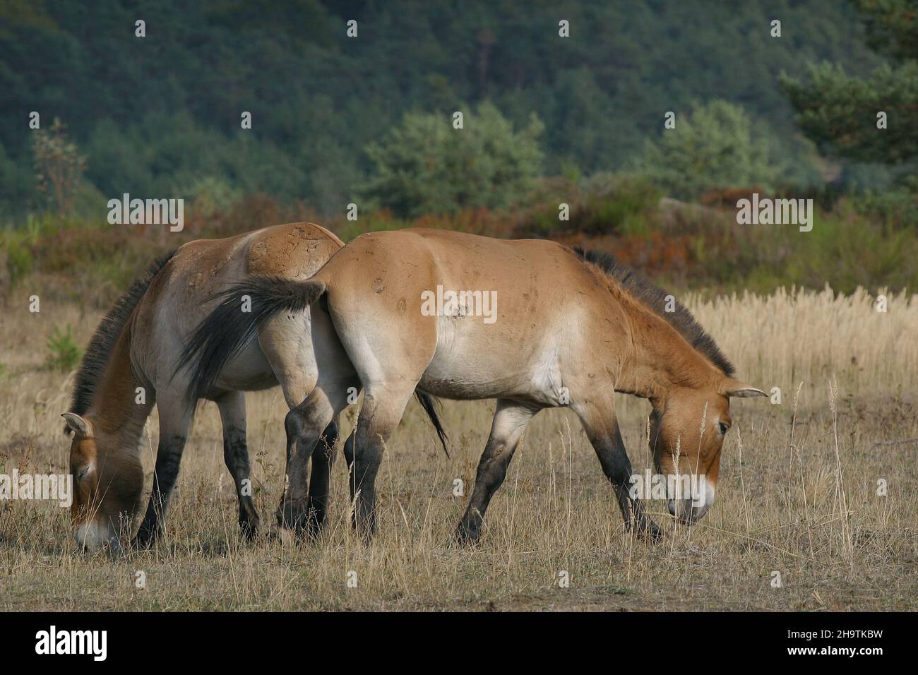 Cavallo di Przewalski (Equus przewalski), due cavalli di Przewalski pascolo su erba secca, Germania Foto Stock