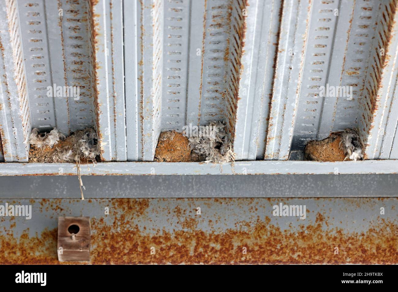 Casa Swift, piccolo Swift (Apus affinis), nidi sotto il tetto in un edificio industriale, Spagna, Andalusia, Chipiona Foto Stock