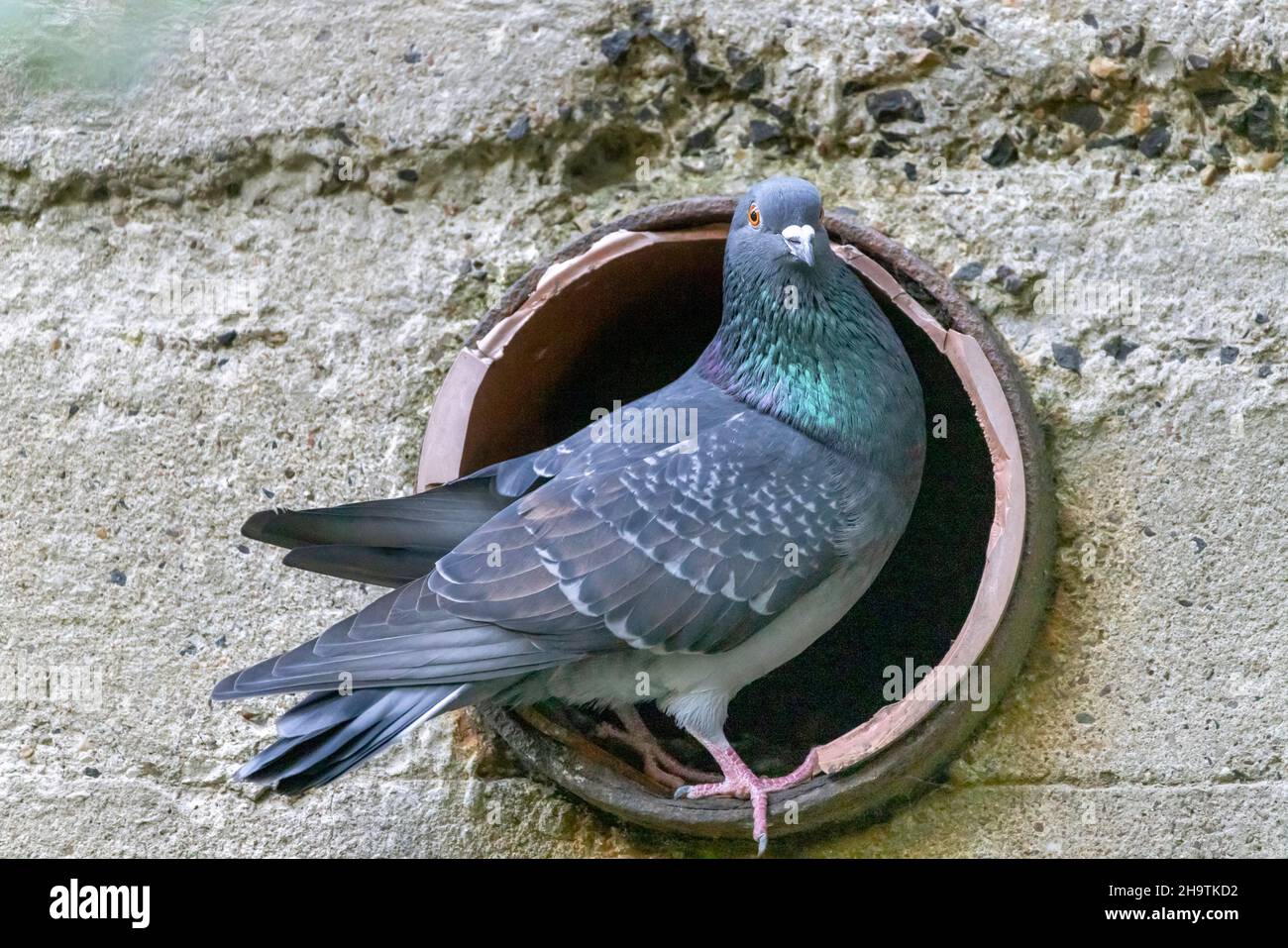 Piccione domestico, piccione ferale (Columba livia F. domestica), che si aggira in un buco di nidificazione in un bunker, Germania, Amburgo Foto Stock