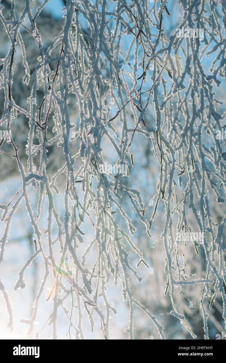 Rami ricoperti di gelo e neve con luce solare riflessa nei fiocchi di neve, verticale Foto Stock