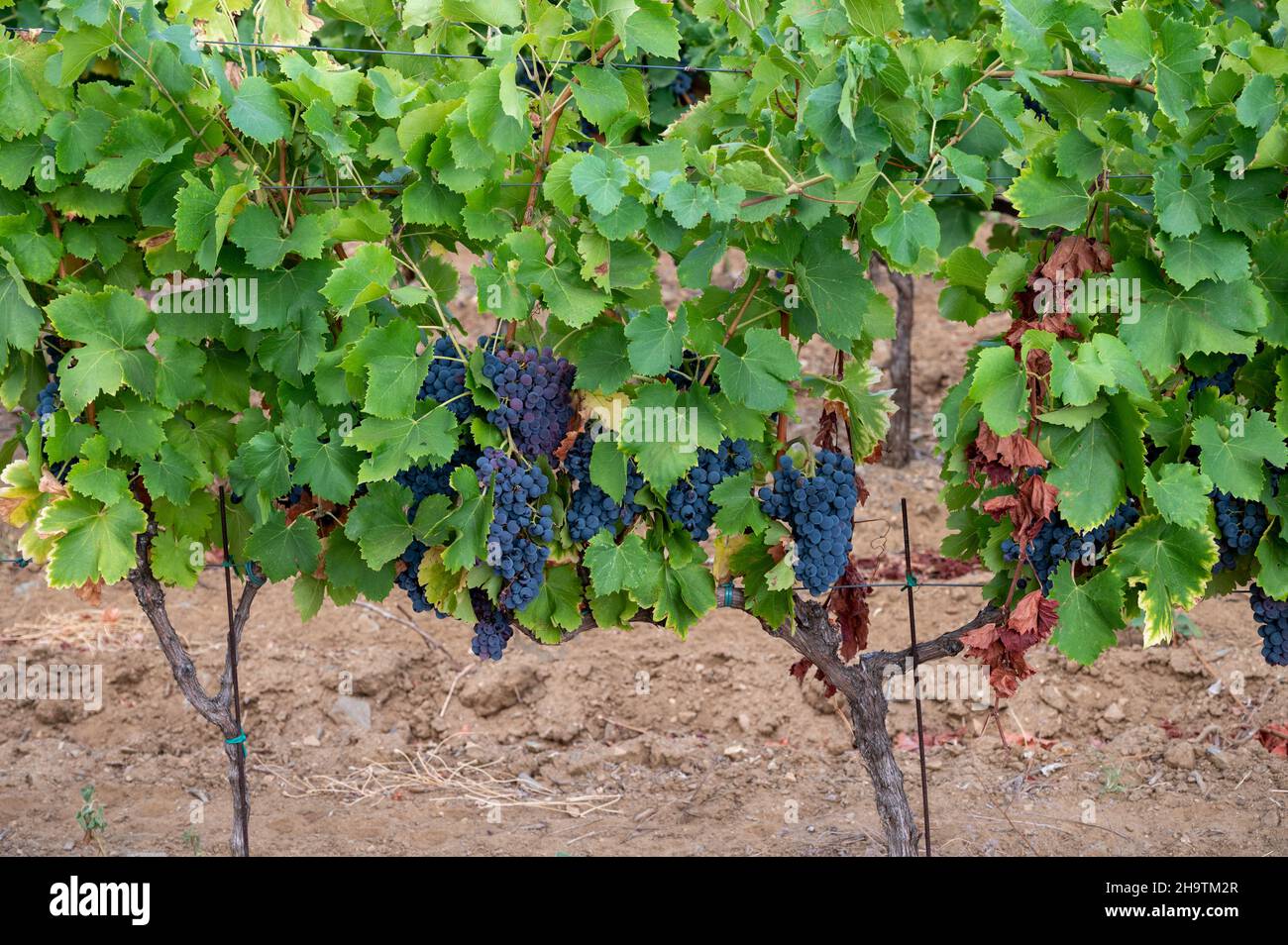 Uve da vino syrah o grenache nere o blu mature che utilizzano per la produzione di vino rosato o rosso pronto alla vendemmia sui vigneti di Cotes de Provence, regione Provenc Foto Stock