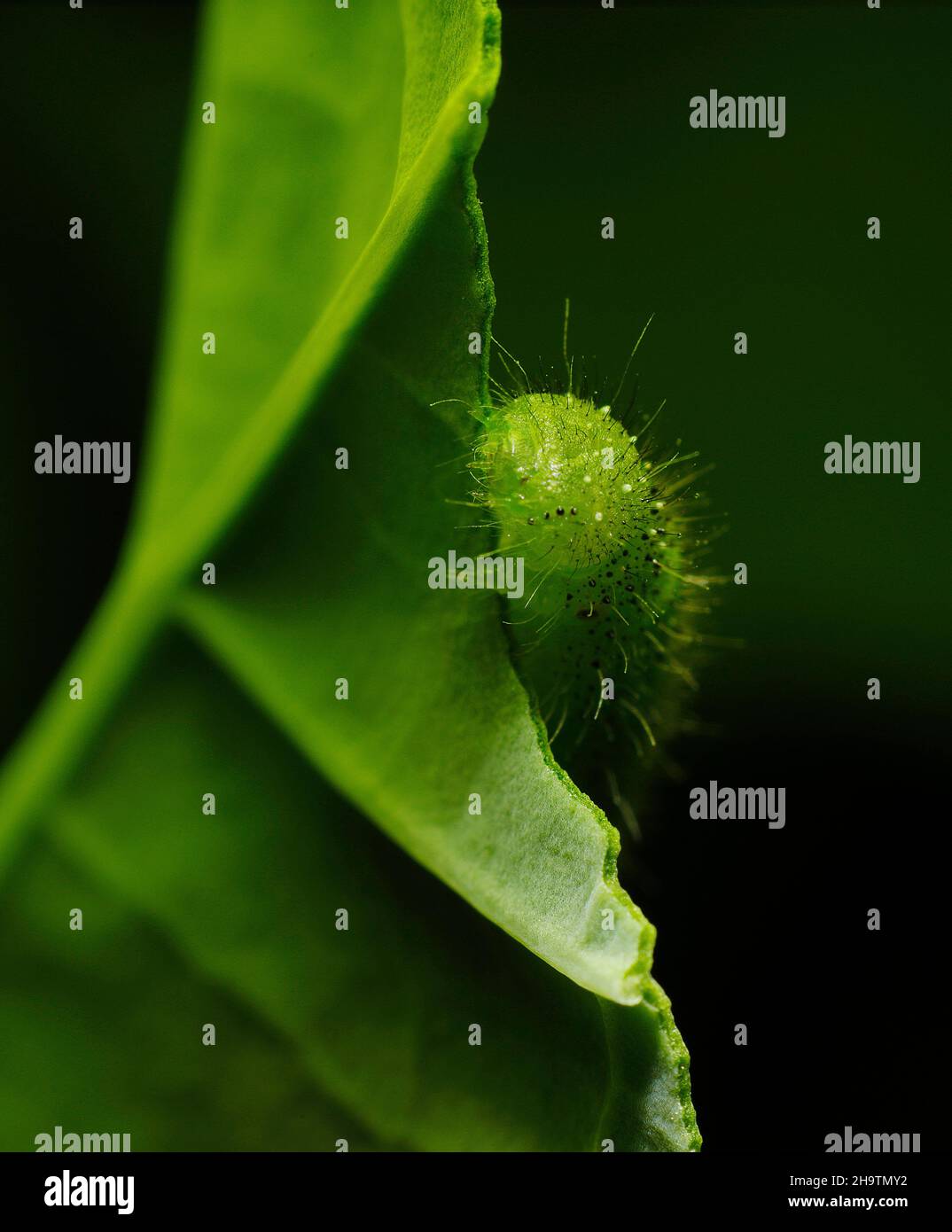 Caterpillar Foto Stock