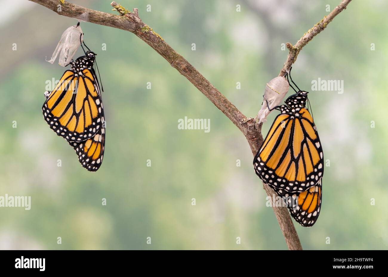 Macro di una coppia appena emersa di farfalle monarca / danaus plexippus appeso al loro crisali, asciugando le loro ali Foto Stock