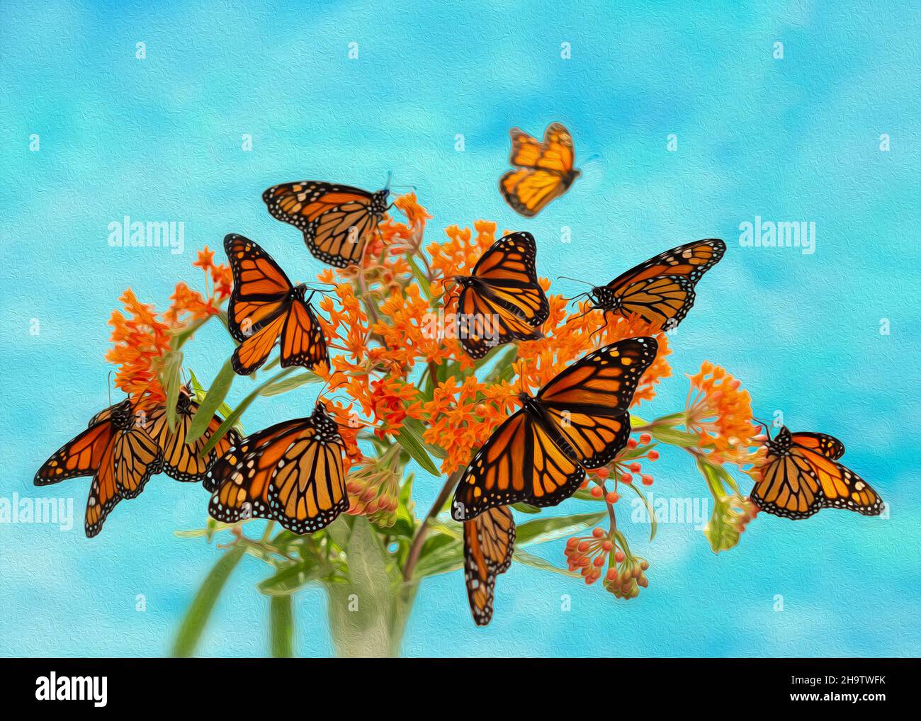 Bouquet di farfalle monarca / danaus plexippus su fiori di munghie - effetto vernice Foto Stock