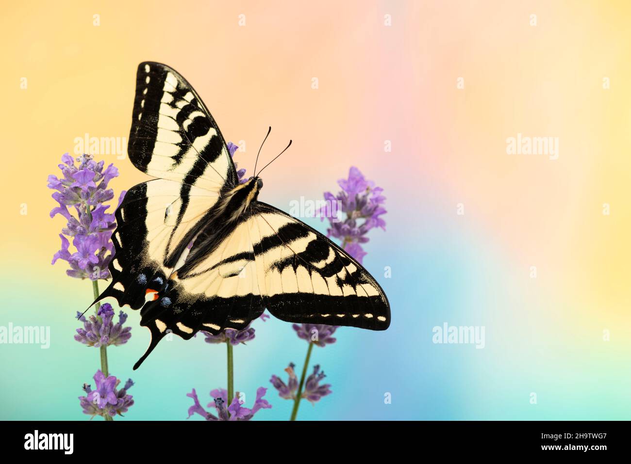 Farfalla a coda di rondine Papilio rutulus con ali sparse, su uno sfondo vivace di blu e giallo Foto Stock