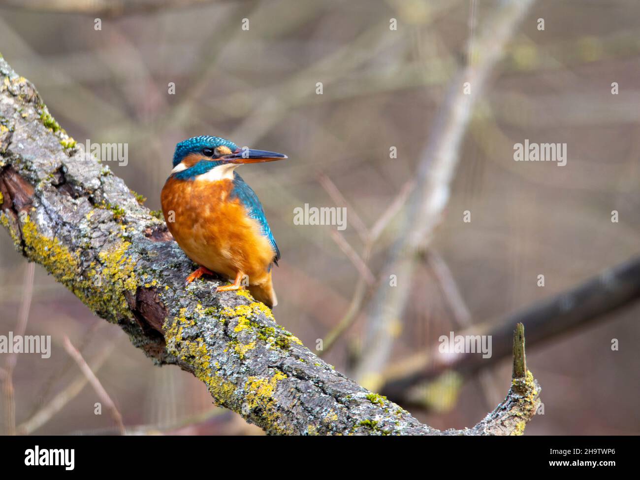 Un Kingfisher comune (alcedo atthis) nel Reed, Heilbronn, Germania. Foto Stock