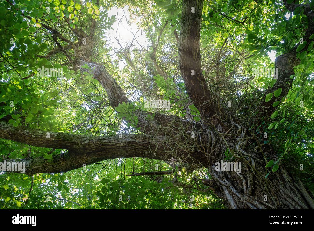 un baldacchino centenario visto dal basso, con il tronco in primo piano e i raggi del sole filtrano attraverso i rami e le foglie verdi, orizzonte Foto Stock