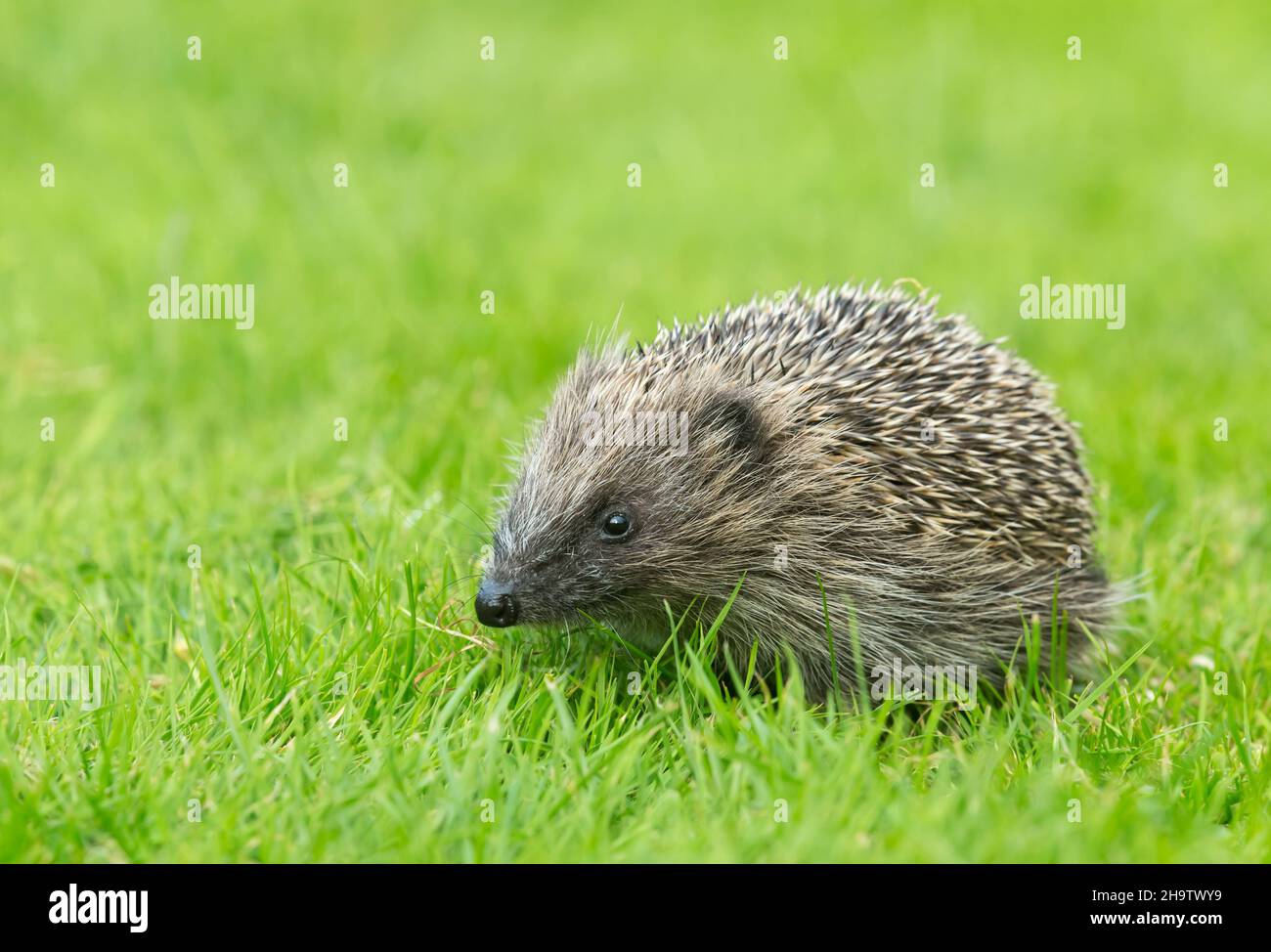 Primo piano di un giovane hedgehog selvatico europeo, rivolto a sinistra in un habitat naturale con prato verde. Nome scientifico: Erinaceus Europaeus. Clea Foto Stock