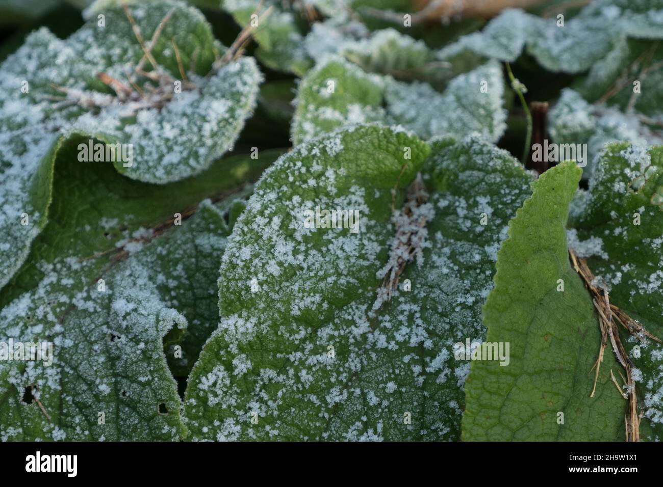 Un primo piano di maturo su una foglia a jena in inverno Foto Stock