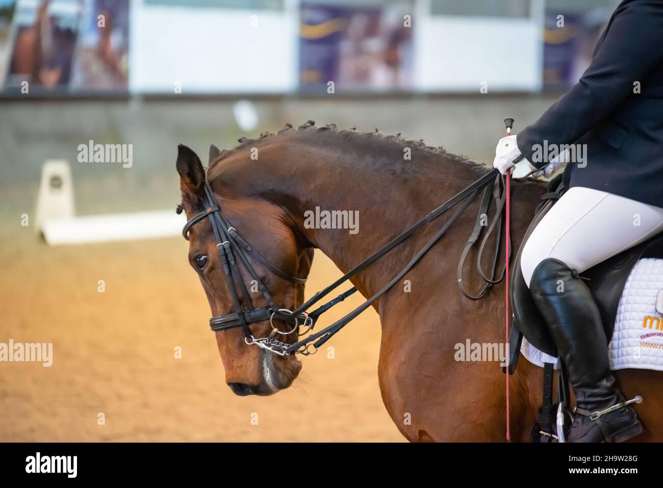Un cavallo da dressage che indossa una doppia briglia, con la sua mane intrecciati, che guida in una scuola di sabbia interna. Foto Stock