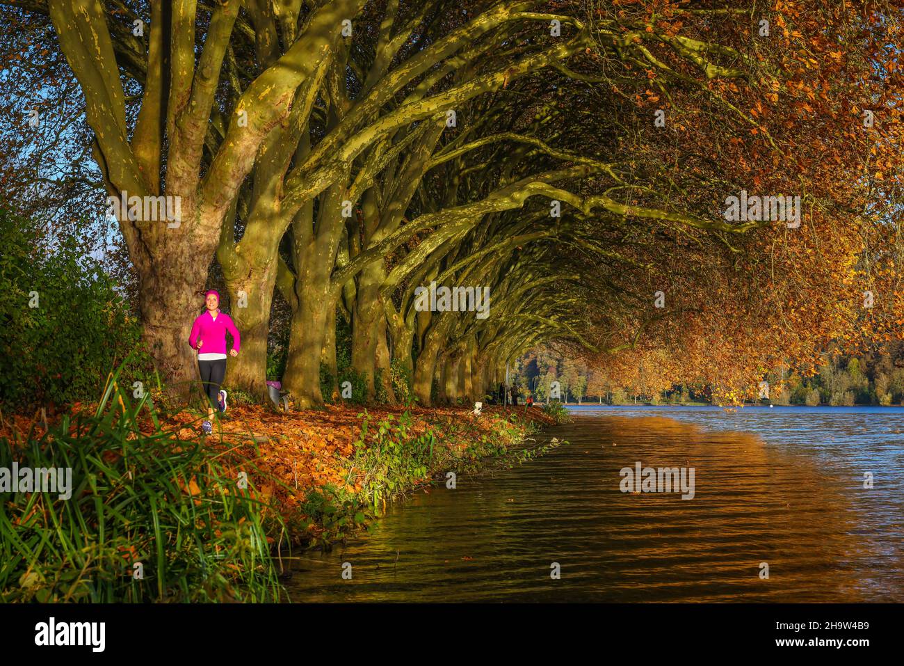 '01.11.2021, Germania, Renania settentrionale-Vestfalia, Essen - giovane donna che fa jogging sulla riva del lago sotto alberi con foglie autunnali. Autunno d'oro a Baldeneys Foto Stock