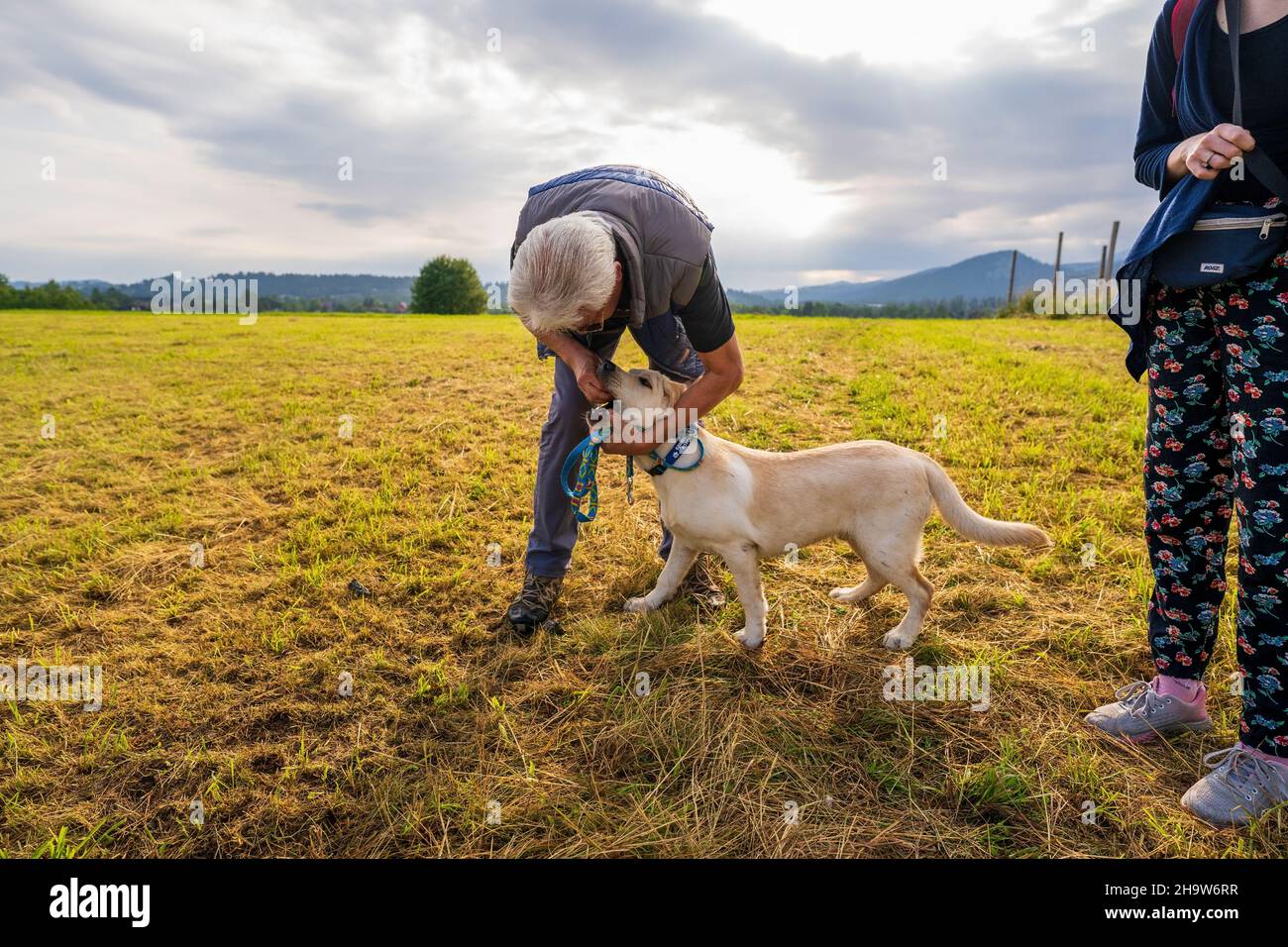 Zakopane, Polonia - 15 agosto 2021: Uomo che prende la palla da una bocca di un cane d'oro labrador Retriever in un campo verde di campagna Foto Stock