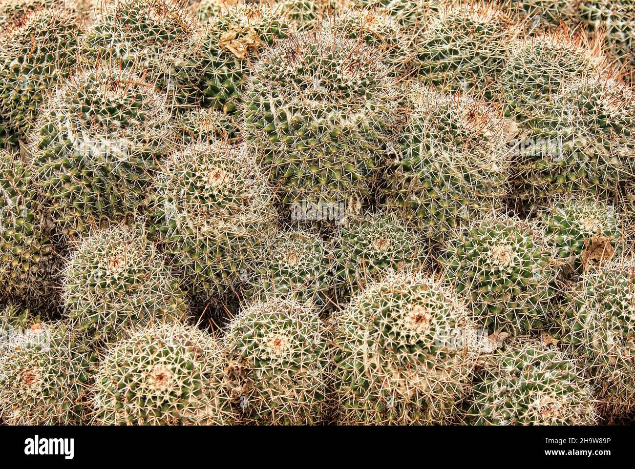 molti grandi cactus rotondi con spine all'esterno nel giardino Foto Stock