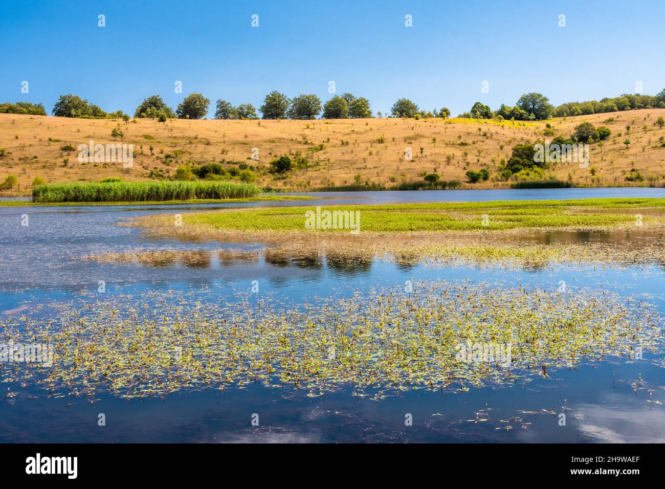 Vista sul lago di Biviere in una soleggiata giornata estiva, Parco Nazionale dei Nebrodi, Sicilia, Italia Foto Stock