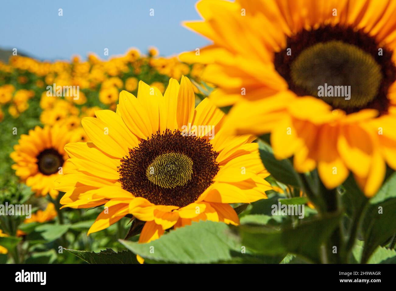 I girasoli sbocciano in un campo di fiori commerciali, Lompoc, California Foto Stock
