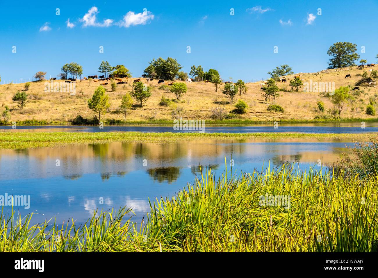 Vista sul lago di Biviere in una soleggiata giornata estiva, Parco Nazionale dei Nebrodi, Sicilia, Italia Foto Stock