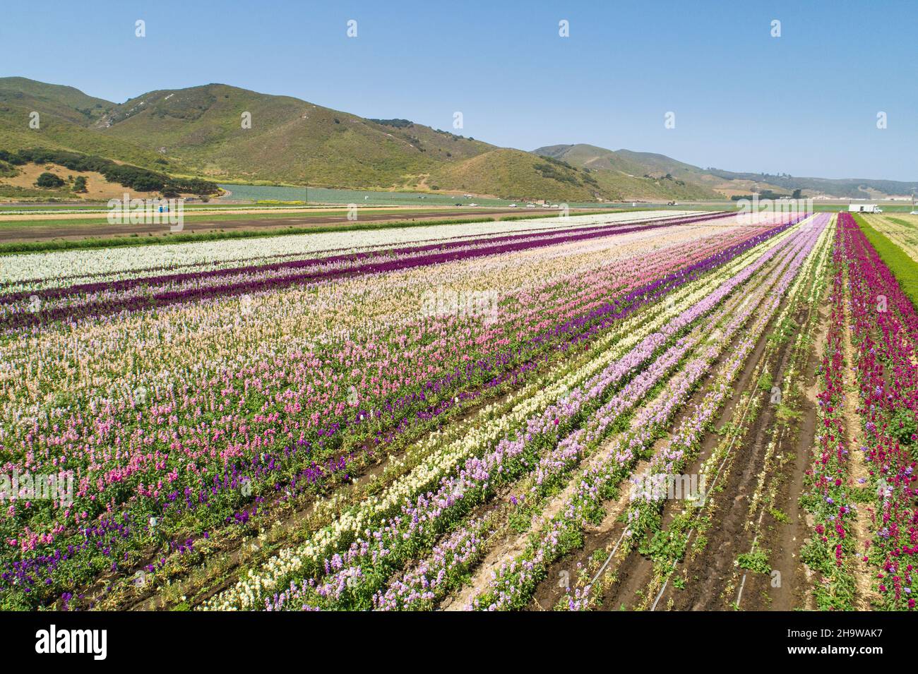 Veduta aerea dei dellphiniums fioriscono in un campo di fiori commerciali, Lompoc, California Foto Stock