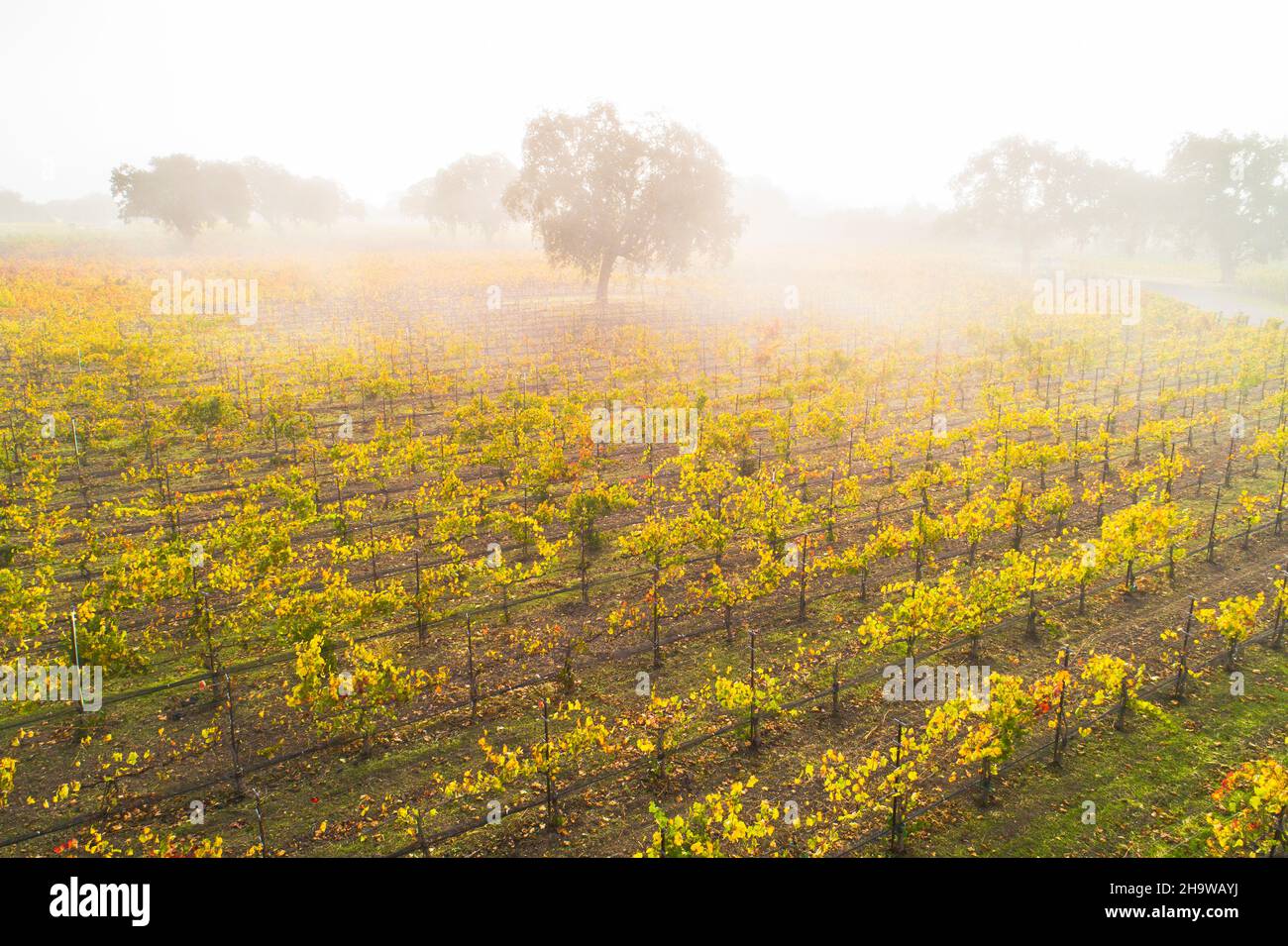 Vista aerea di vigneti autunnali e querce nella nebbia costiera a Rollar Winery, Santa Ynez Valley, California Foto Stock