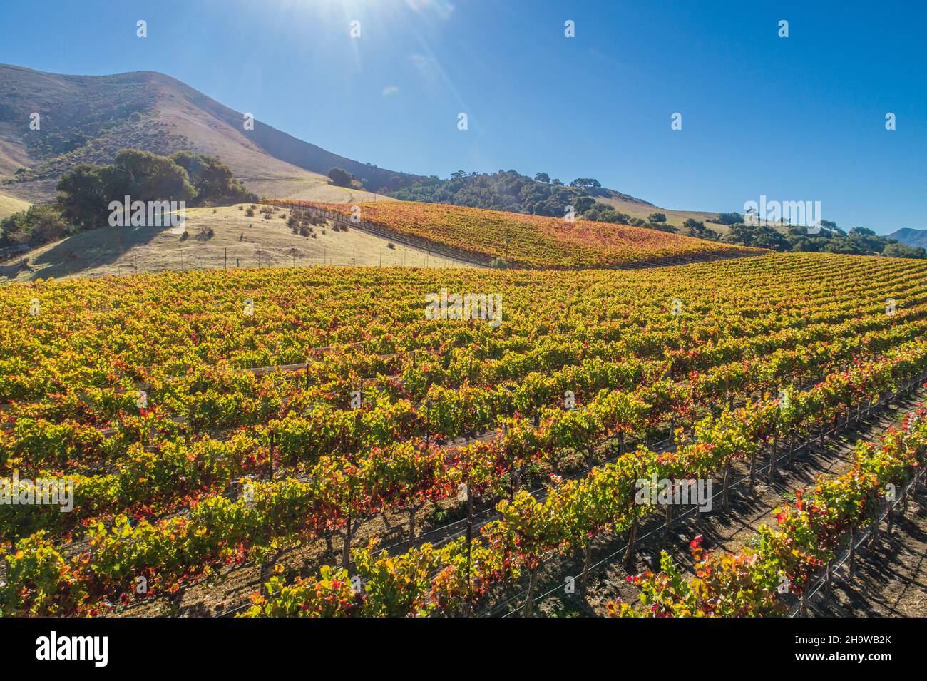 Vista aerea del vigneto autunnale lungo Santa Rosa Road nella Valle di Santa Ynez, California Foto Stock