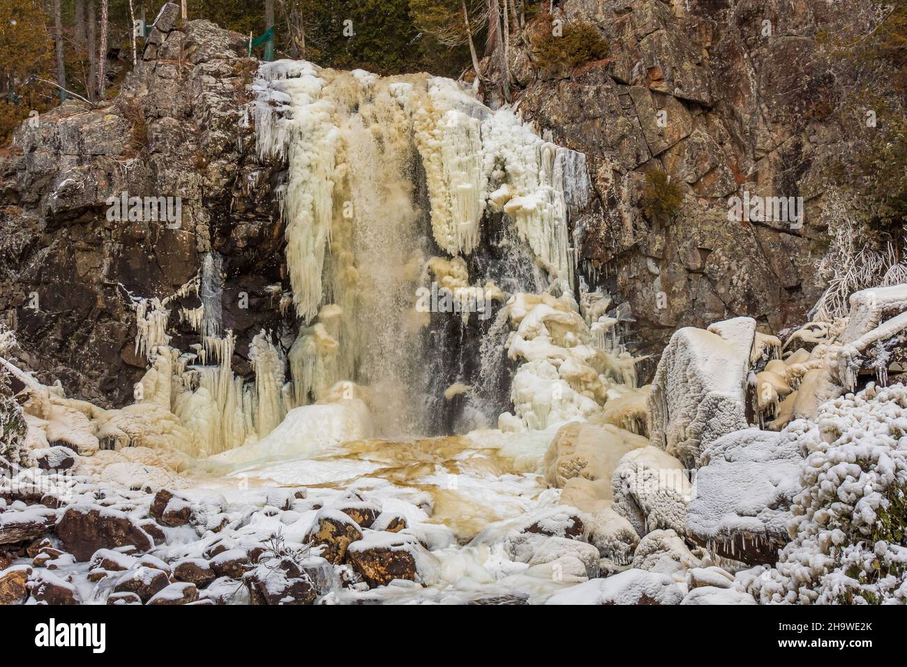 Scivoli un Bull Quebec Canada in inverno Foto Stock