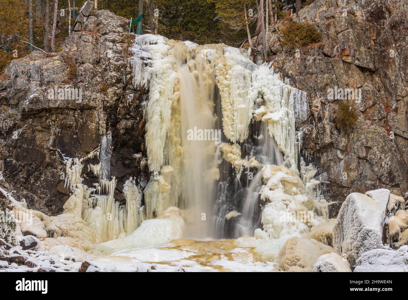 Scivoli un Bull Quebec Canada in inverno Foto Stock