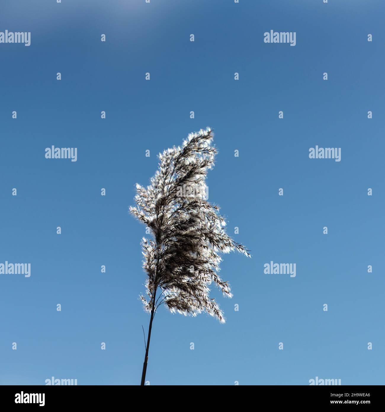 Vista retroilluminata dello stabilimento di Cortaderia selloana, detto anche erba di Pampas Foto Stock