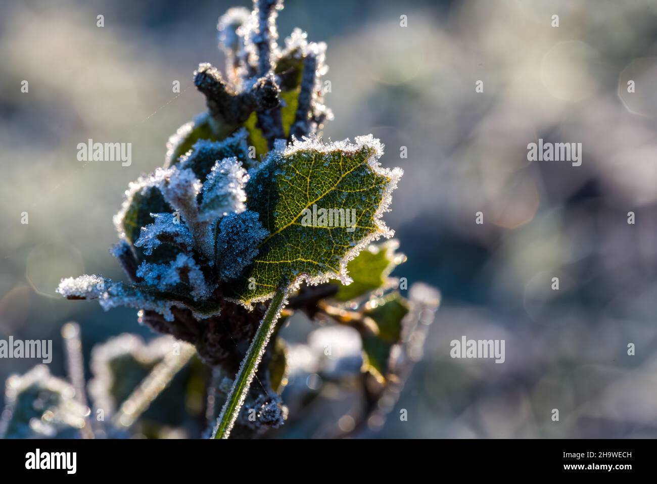 Retroilluminazione con foglie ricoperte di ghiaccio. Fotografia macro, primo piano. Foto Stock