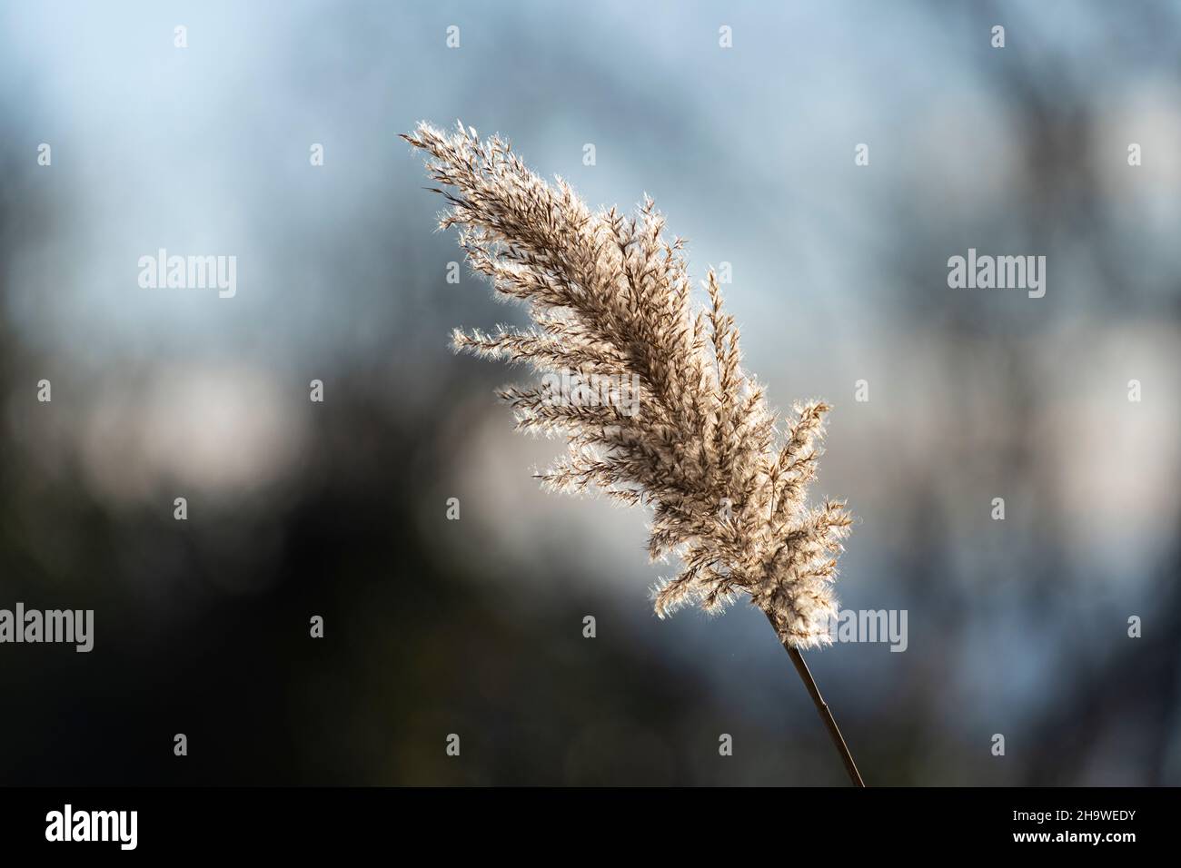 Vista retroilluminata dello stabilimento di Cortaderia selloana, detto anche erba di Pampas Foto Stock