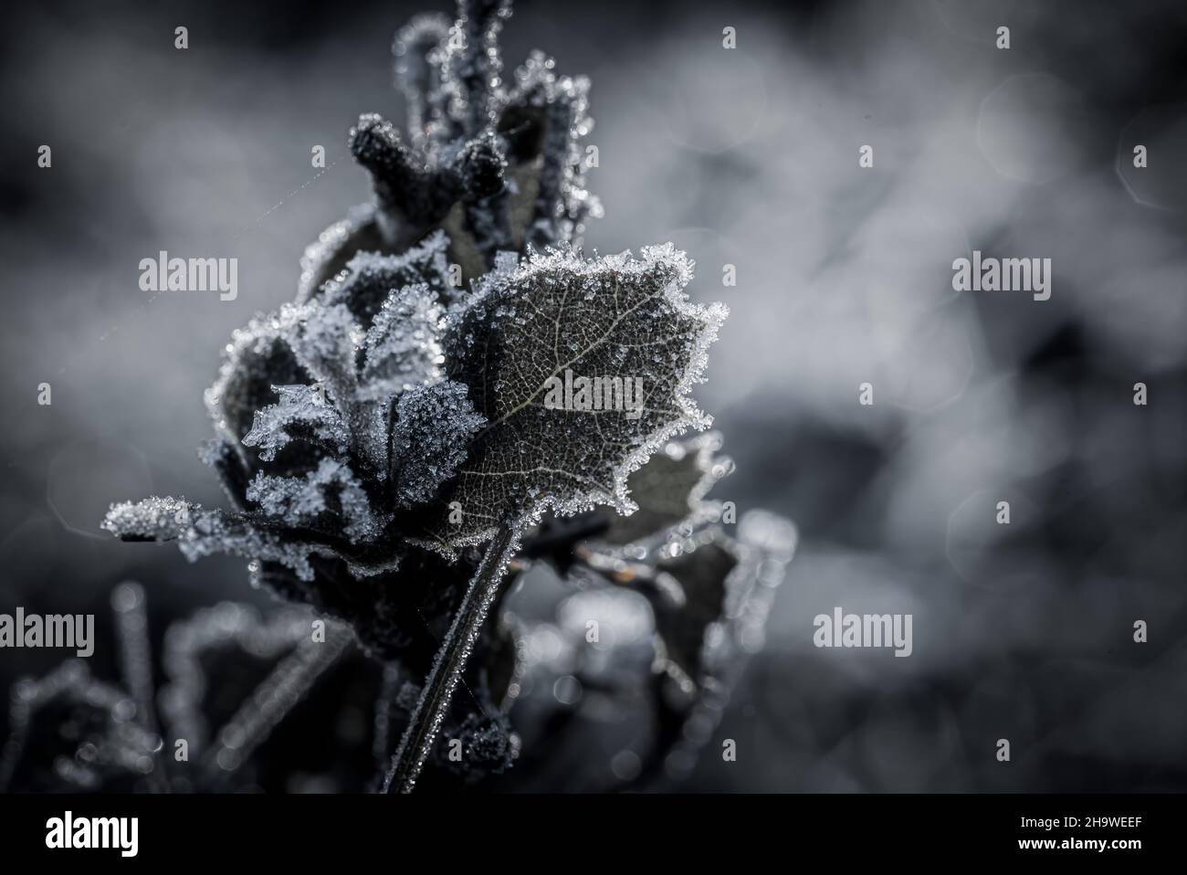 Retroilluminazione con foglie ricoperte di ghiaccio. Fotografia macro, primo piano. Foto Stock