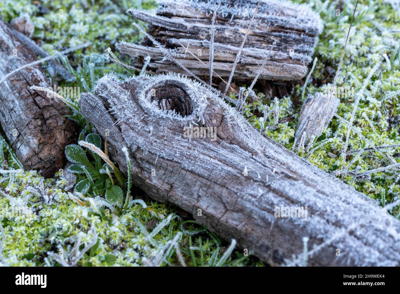 Cristalli di ghiaccio su un pezzo di legno. Foto Stock