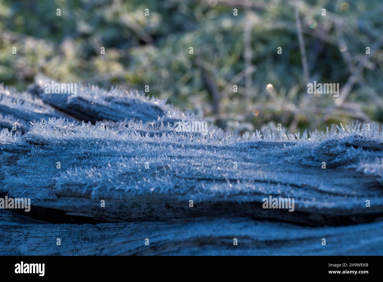 Cristalli di ghiaccio su un pezzo di legno. Foto Stock
