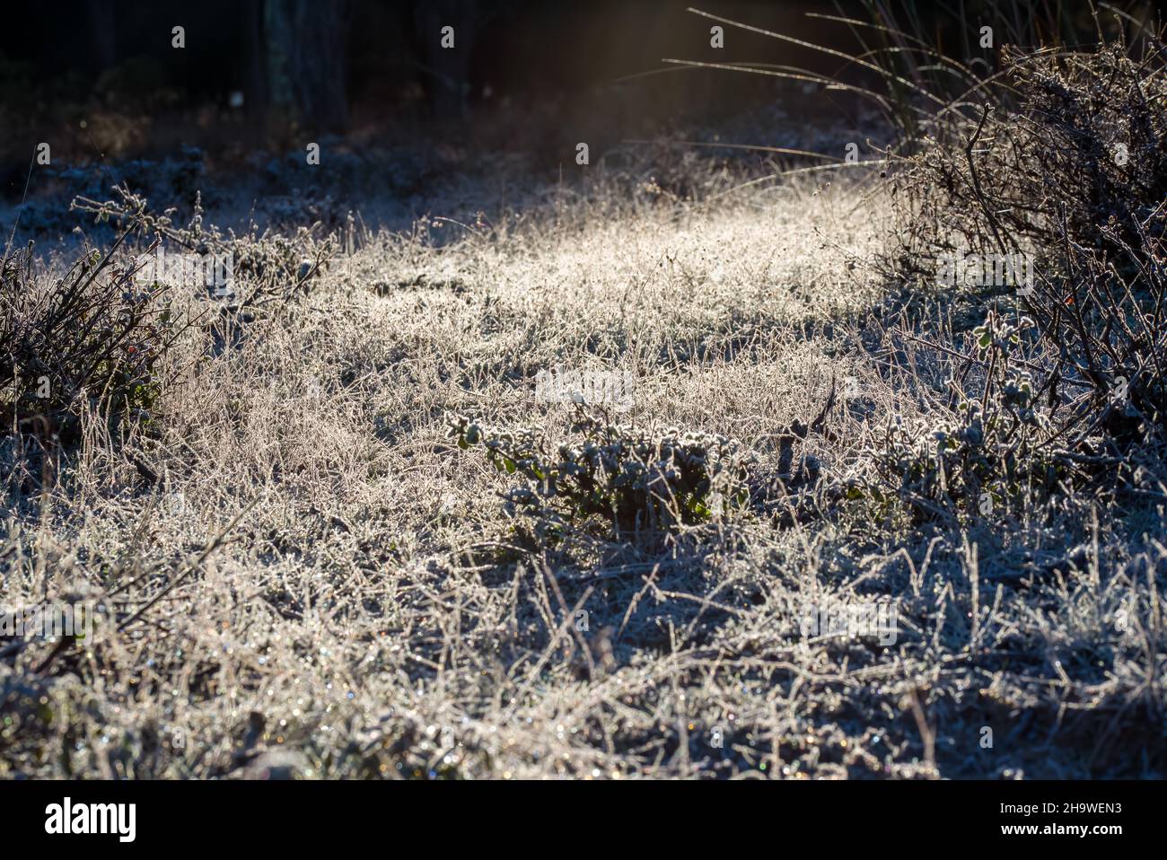 Primi raggi di luce solare sul sottobosco congelato. Foto Stock