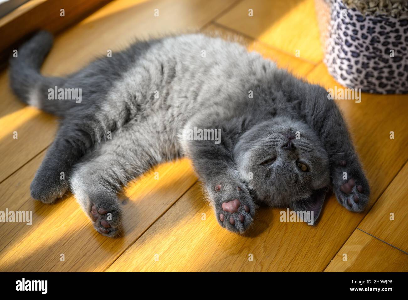 Il gattino dorme in posizione supina con le mani in su. Posa molto divertente e carina, un gatto blu britannico Shortair che giace su un pavimento di legno nella stanza Foto Stock
