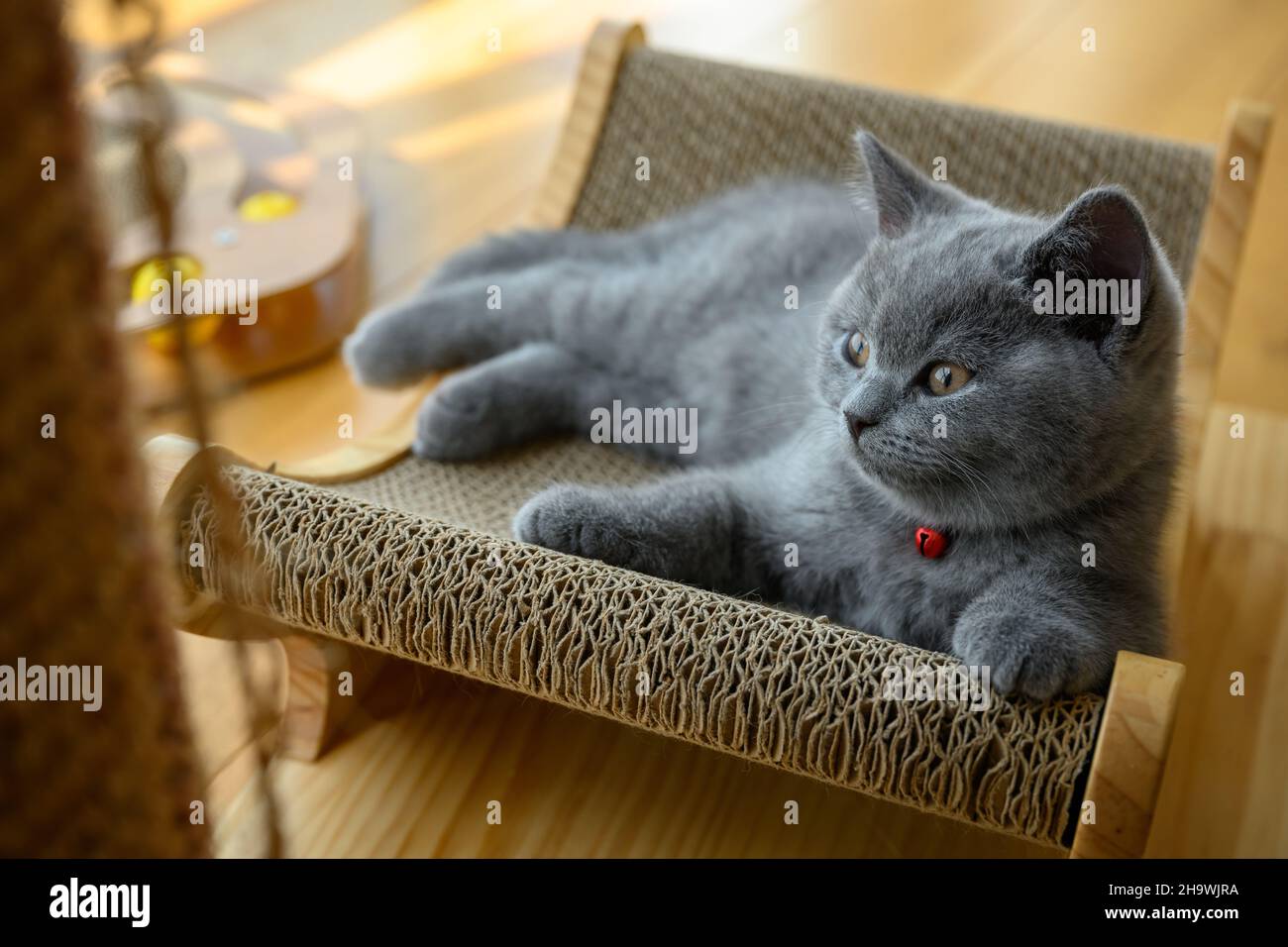 Il gatto è distratto, il gattino è appoggiato sul grattiere, il gatto blu britannico Shortair sta dormendo e guardando di lato. Foto Stock