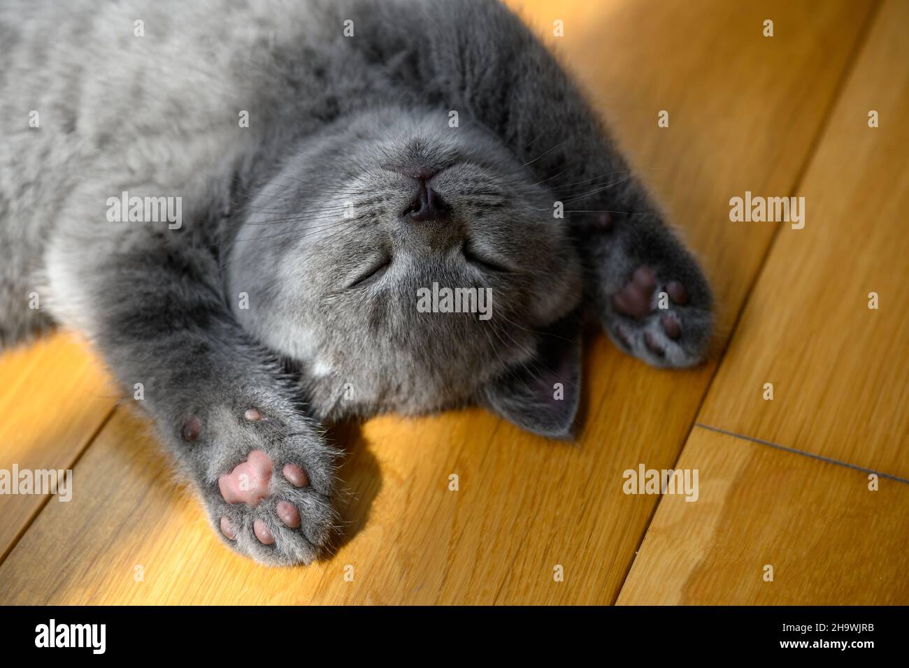 Il gattino dorme in posizione supina con le mani in su. Posa molto divertente e carina, un gatto blu britannico Shortair che giace su un pavimento di legno nella stanza Foto Stock