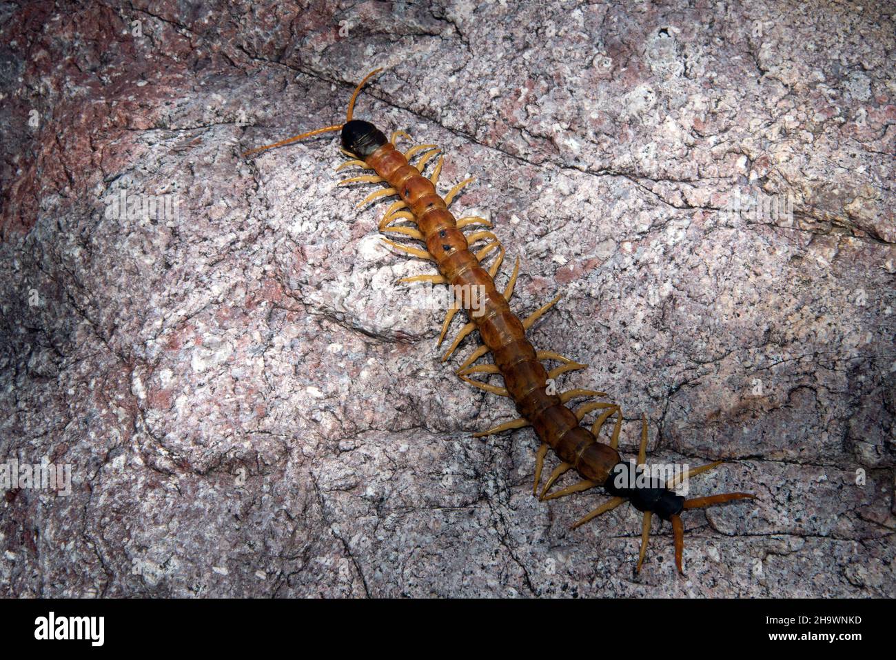 Centipede gigante del deserto (Sculopendra heros) Foto Stock