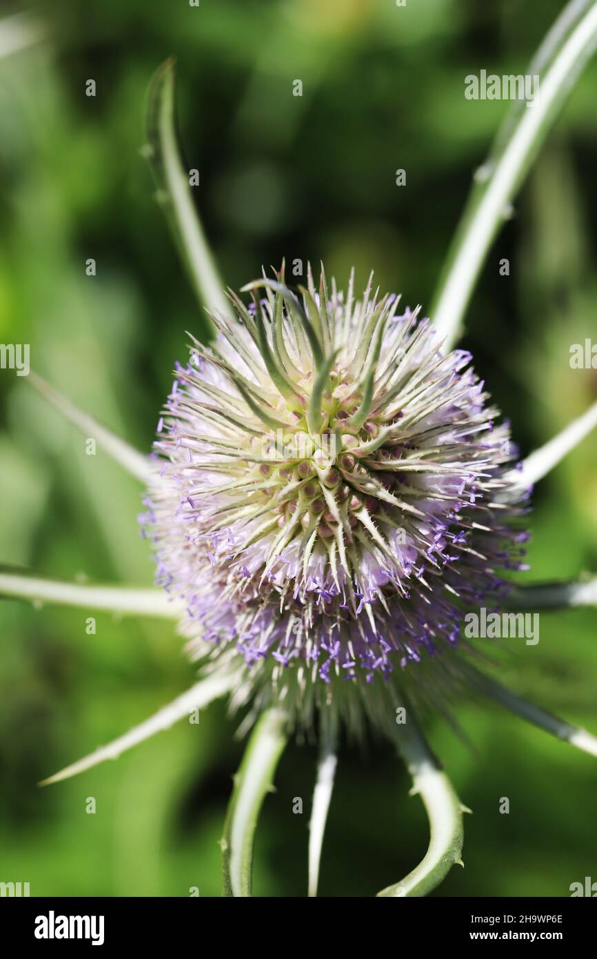 Dipsacus Sativus che cresce nei Giardini Botanici di Adelaide in Australia Foto Stock