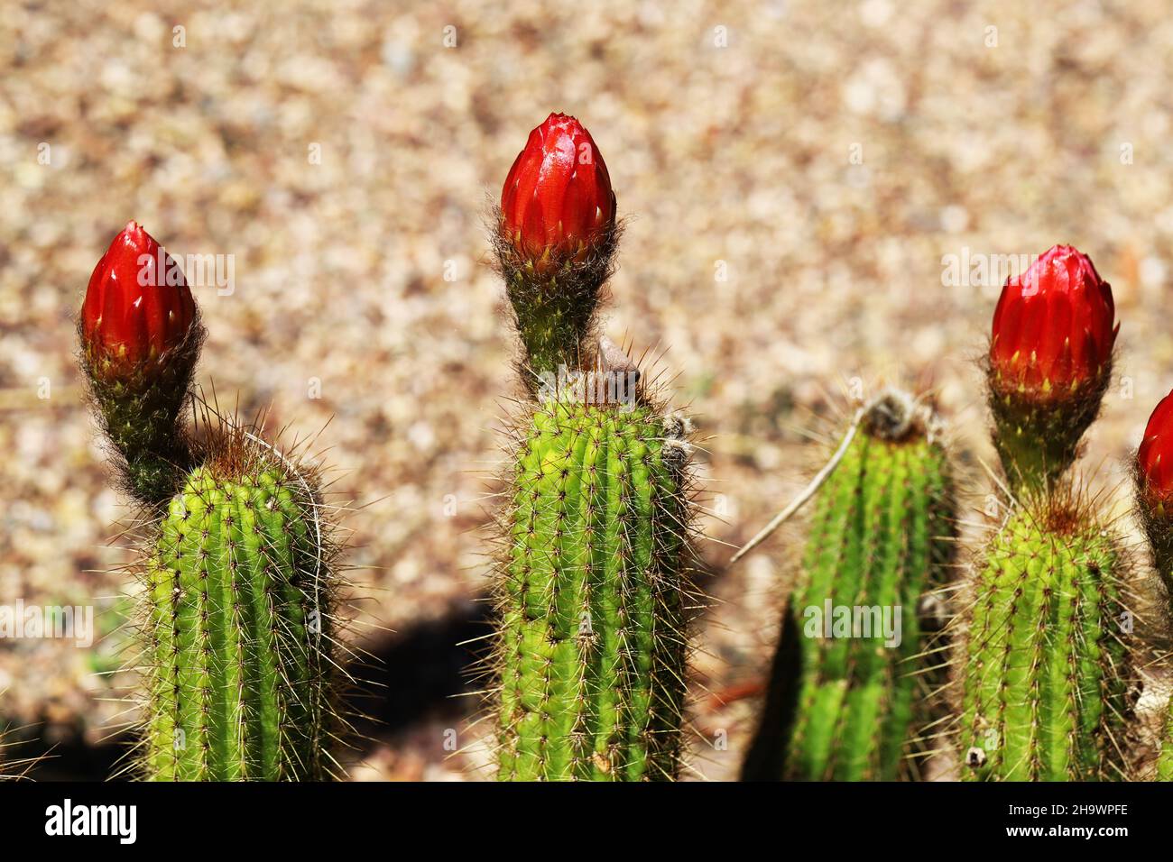 Helianthocereus Huascha, conosciuto anche come il Cactus della torcia Rossa, è un nativo dell'Argentina ed è visto qui crescere nei Giardini Botanici di Adelaide Foto Stock