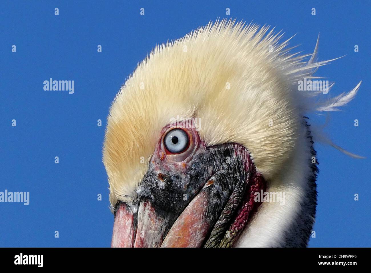 Primo piano di testa di pellicano marrone, Huntington Beach, California Foto Stock