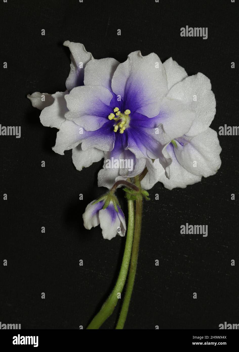 African Violet fiore Foto Stock